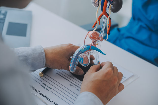 Doctor uses anatomical model to explain male urinary system.